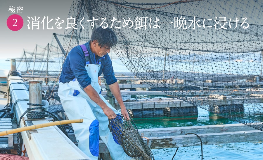 消化を良くするため餌は一晩水に浸ける