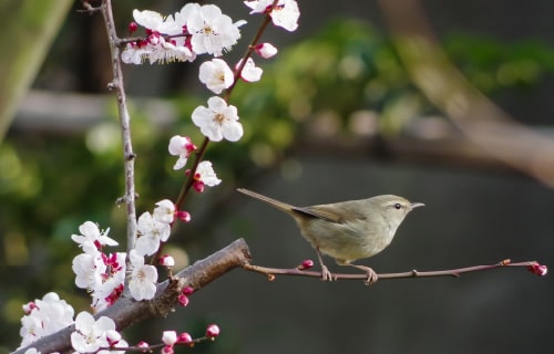 世界の梅公園